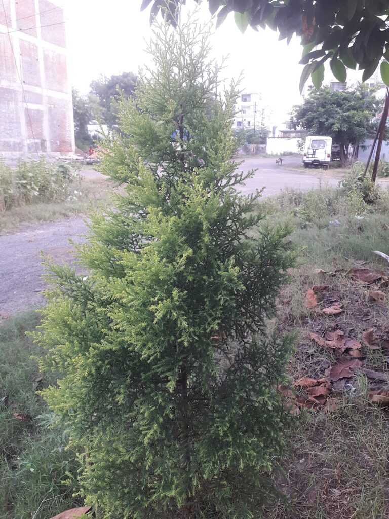 سرو غولدستار